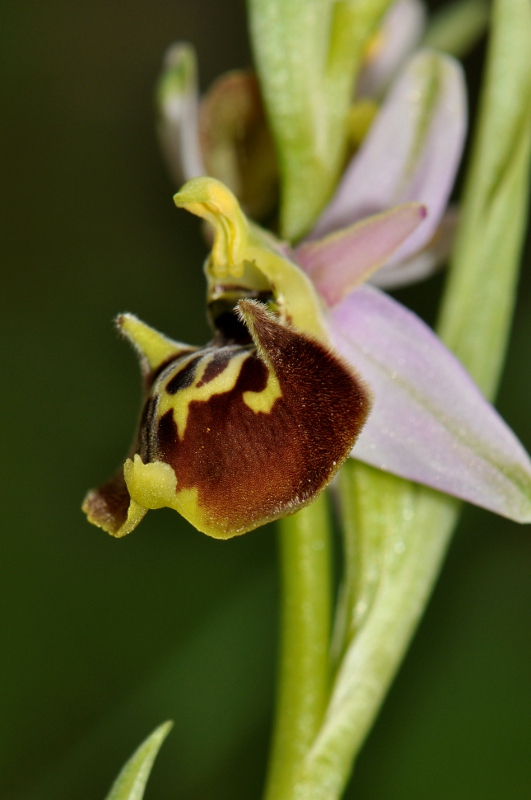 Ophrys holosericea subsp. dinarica ... ?